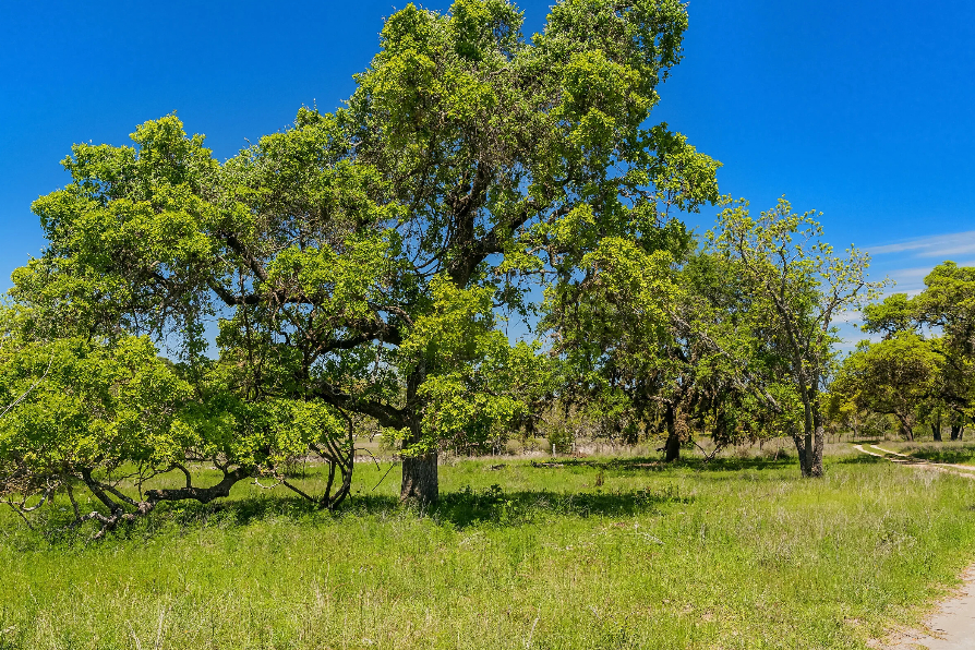 dietrich oaks