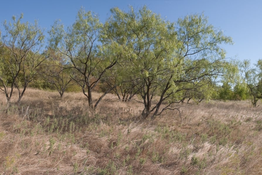 Spicewood Trails